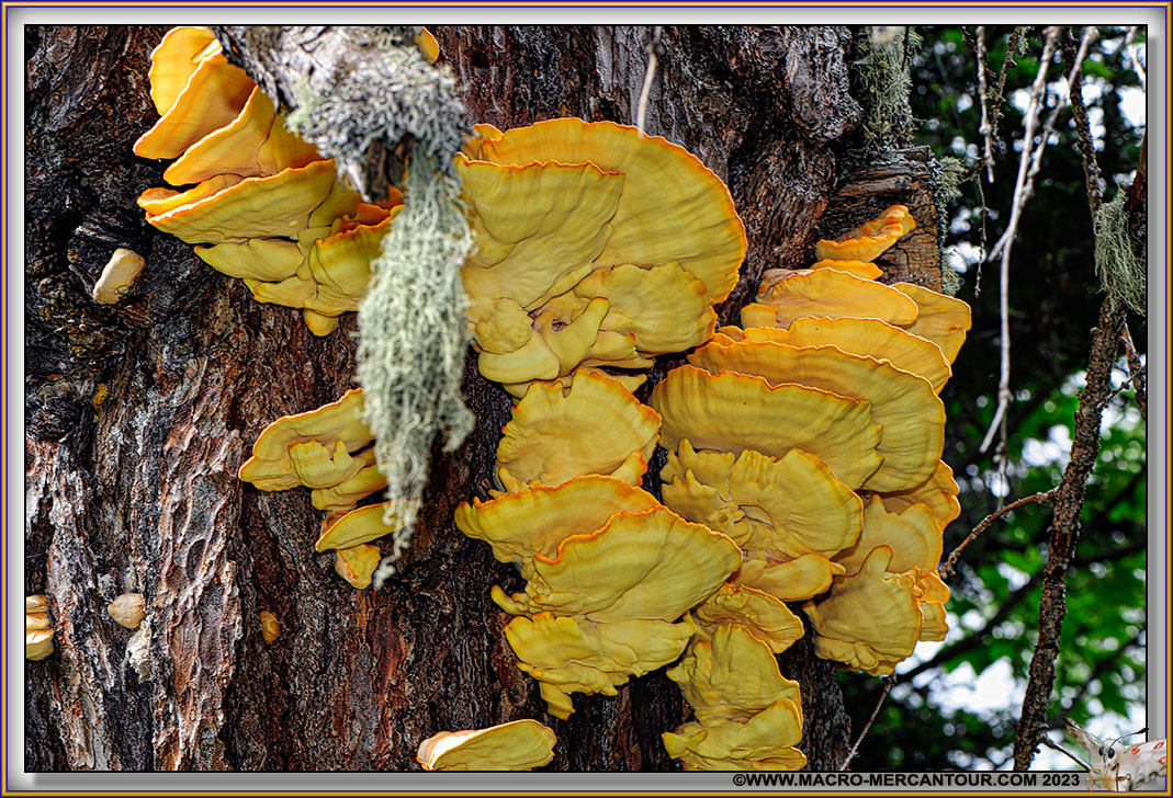 Polypore soufré